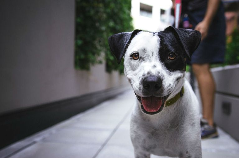 87 animales, entre perros y gatos, ya tienen un hogar en Bogotá