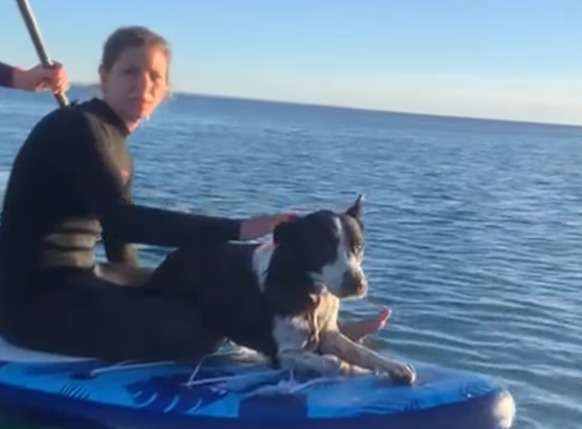 Rocko apareció nadando en el mar y fue rescatado tras varios días desaparecido