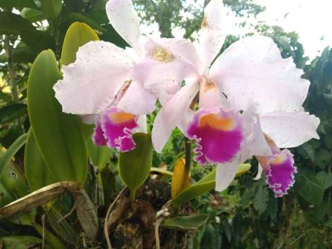 Jardín Botánico acogerá la XXI Exposición de Orquídeas en Bogotá, ¿cómo asistir?