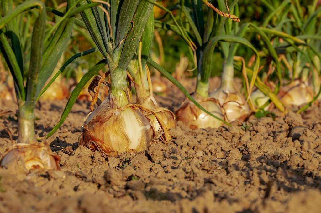 Cultivar cebolla en casa es una actividad práctica, económica y satisfactoria que puede realizarse en cualquier hogar, incluso en espacios reducidos. Siguiendo los pasos adecuados y con un cuidado básico, cualquiera puede disfrutar de este cultivo, que no solo embellece el espacio, sino que también provee un ingrediente esencial para la cocina diaria.