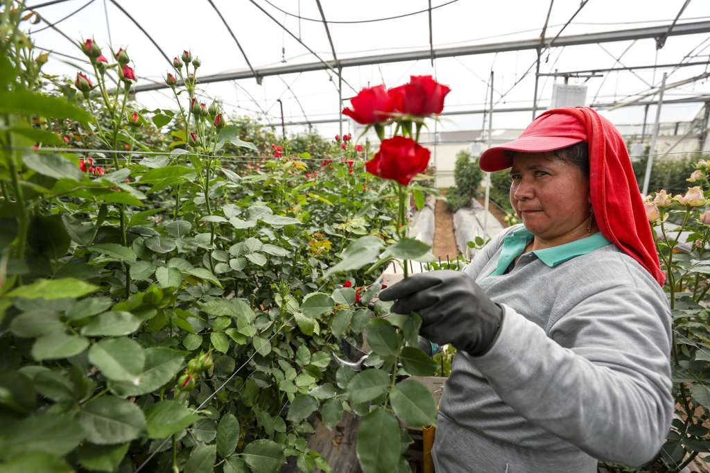 ACOMPAÑA CRÓNICA: ECUADOR FLORES QUI01. QUINCHE (ECUADOR) 02/05/2025.- Una trabajadora sostiene una rosa en la florícola Esmeralda Farms, el 29 de abril de 2025 en el sector del Quinche (Ecuador). Las flores ecuatorianas son exportadas para el día de la Madre. Como un mensaje de amor en forma de pétalos, que en esta temporada llegarán a miles de madres en distintas partes del mundo, las rosas ecuatorianas cruzan mares y montañas con sus vibrantes colores, que agradecen a su ubicación geográfica y un meticuloso cuidado en el corazón de los Andes. EFE/José Jácome