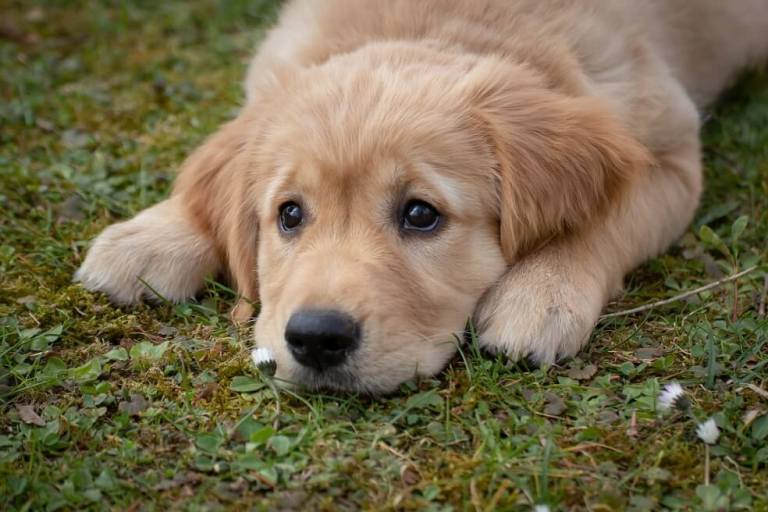 ¿Su mascota tiene microchip? en Bogotá se instalaran más de 2.000 gratis