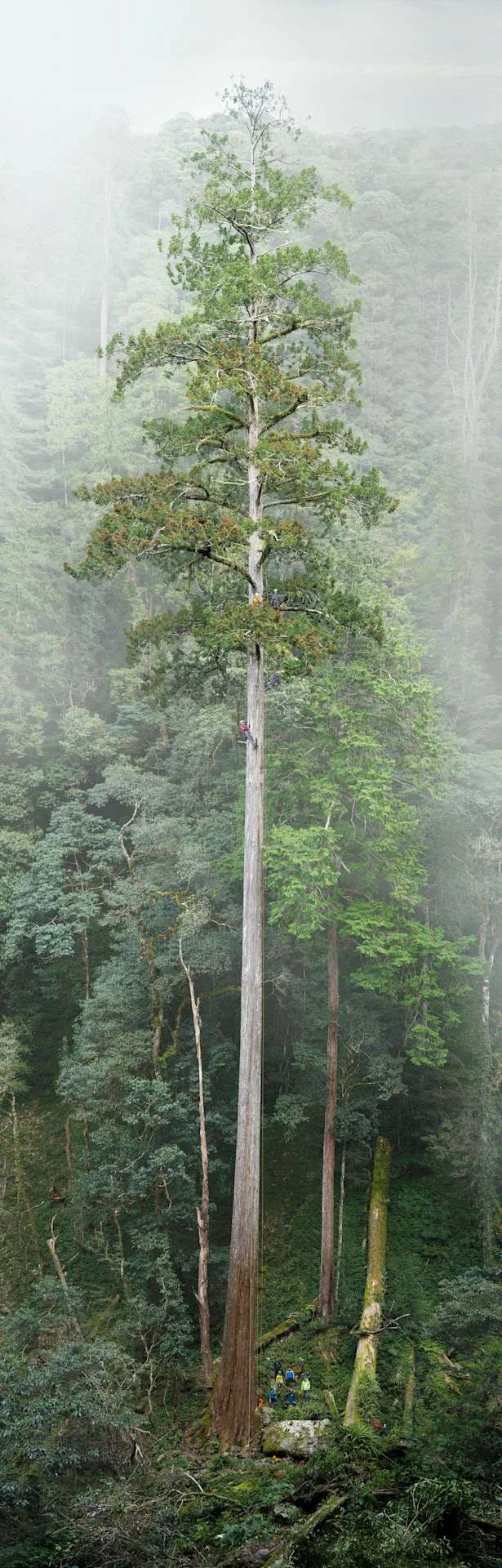 Así se ve el árbol más completo de Taiwán.