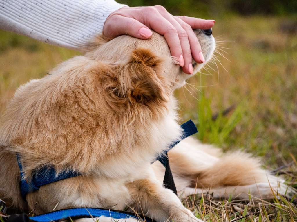 Las relaciones de apego que hay entre humanos y perros se parece a la que manejan las personas entre sí. Con ellos se generan lazos casi maternales, al igual que apegos tóxicos.