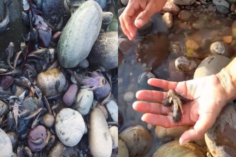 Denuncian mortandad de peces en el río Sogamoso, en Santander