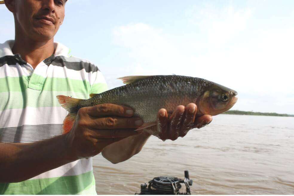 En la foto, un pescador tras capturar una mueluda (“Brycon sp.”) o dorada, como se conoce a esta especie en el Magdalena Medio.  
 / Juan Carlos Alonso - Fundación Natura