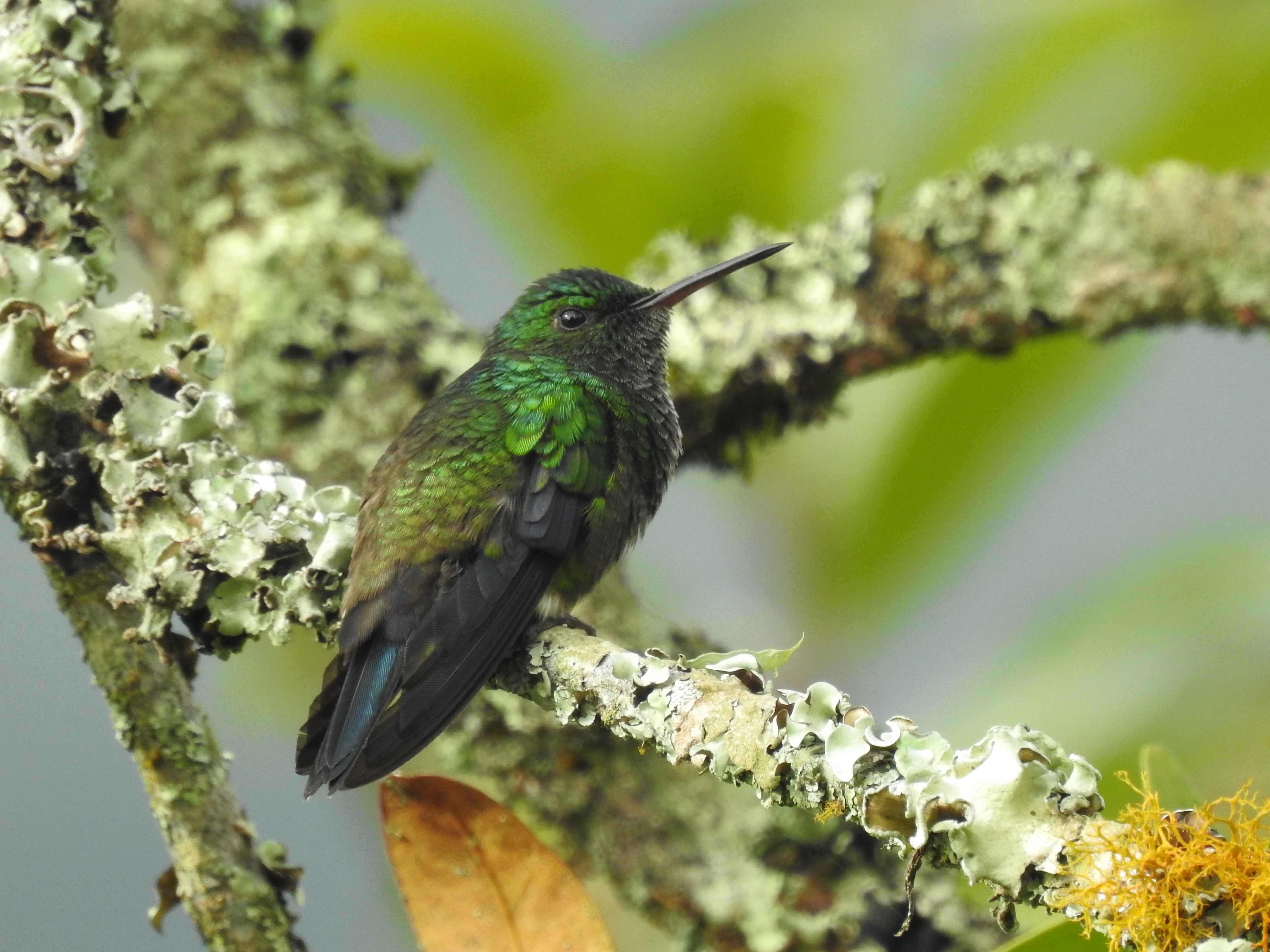 Nuevas especies de aves en Medellín