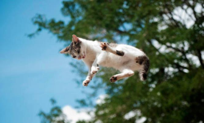 ¿Hasta qué altura puede caerse un gato sin lastimarse?