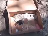 Abandonan gatos recién nacidos en una caja de zapatos: “los tiraron bajo el sol y se fueron”