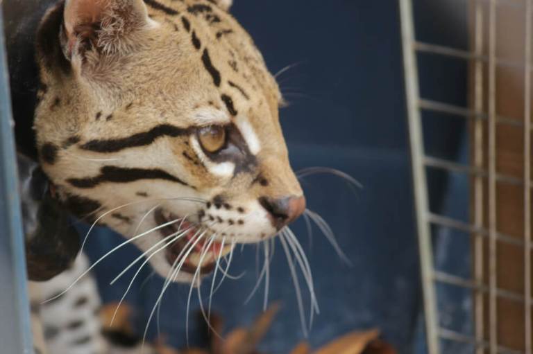 Imágenes: así fue la liberación de un ocelote recuperado en el noroccidente de Bogotá