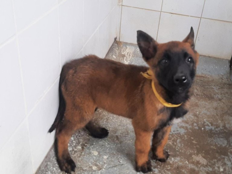 El perro Wilson sí estuvo con los cuatro niños en la selva, así lo confirmó ICBF