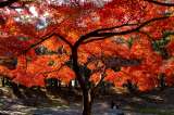 Los mejores lugares para vivir el otoño en Tokio: jardines, color y tradición