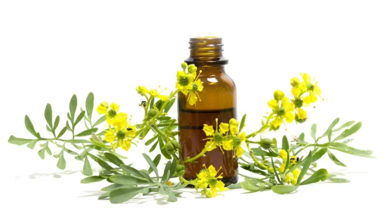 Ruda, los secretos de la planta medicinal que mejora tu salud naturalmente