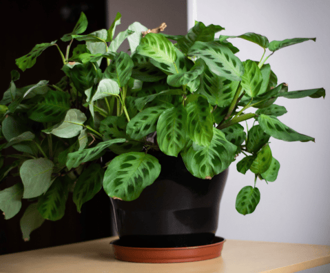 ¿Cómo saber si una planta necesita agua? Siete señales que lo indican