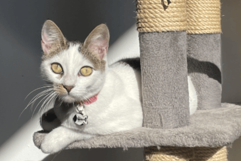 Curiosidades de las gatas hembras que quizá no sabía