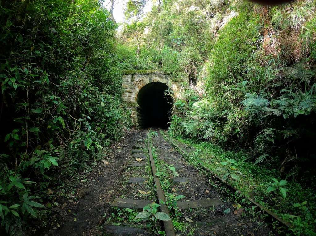 Fotografía de una línea de ferrocarril abandonada e invadida por vegetación.