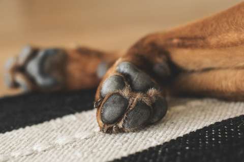 Fiscalía investiga el asesinato de un perro en Valle del Cauca