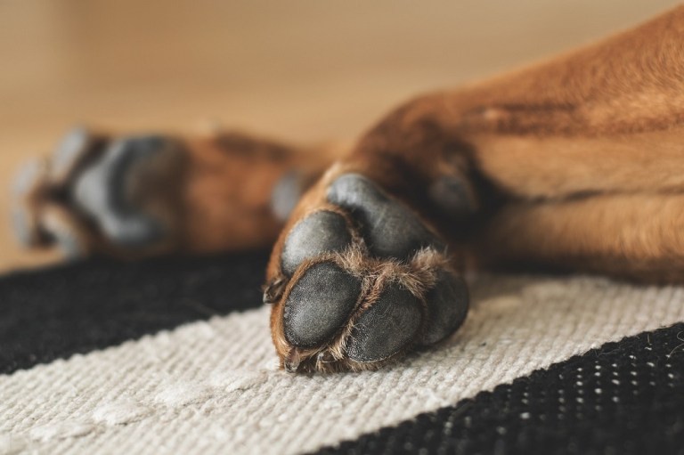 Denuncian muerte de varios perros por envenenamiento en Medellín
