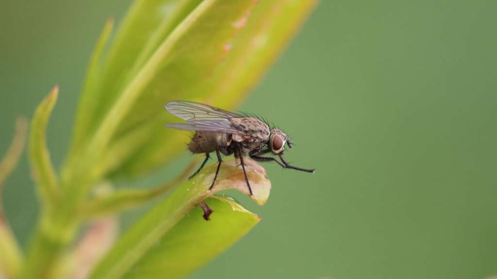 Mosca