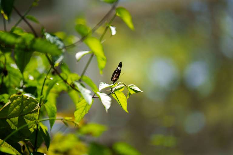 Turismo en Miami, naturaleza, Fairchild Tropical Botanic Garden