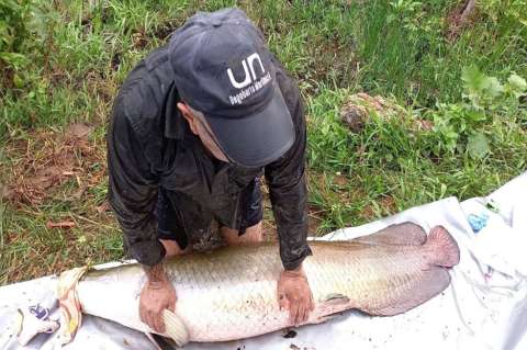 ¿Hembra o macho? La difícil pregunta con el pirarucú, el gigantesco pez de río