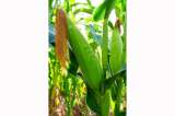 Monsanto insistiría en absorber a Syngenta
