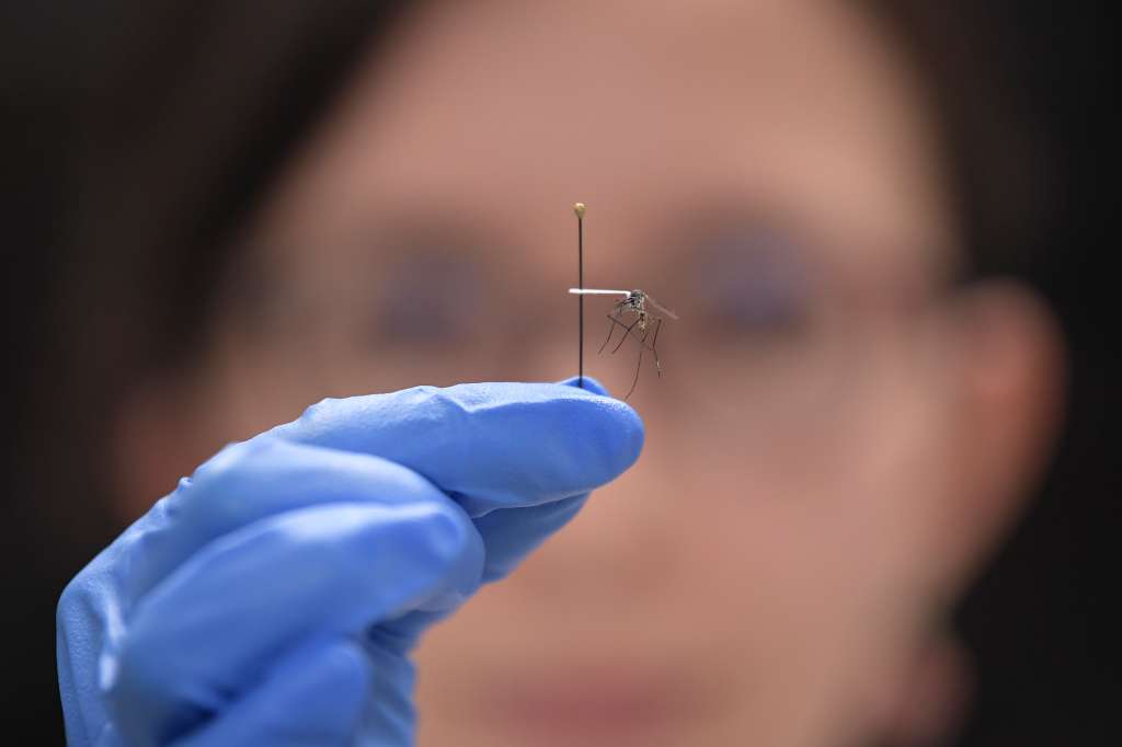 Científicos estudian los mosquitos que transmiten la fiebre amarilla.
