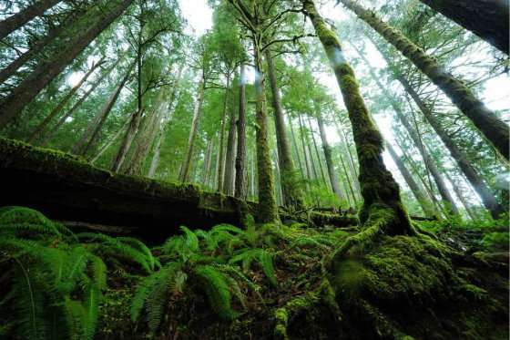 La compensación ambiental prioriza la compensación de fauna y flora. / 123.rf