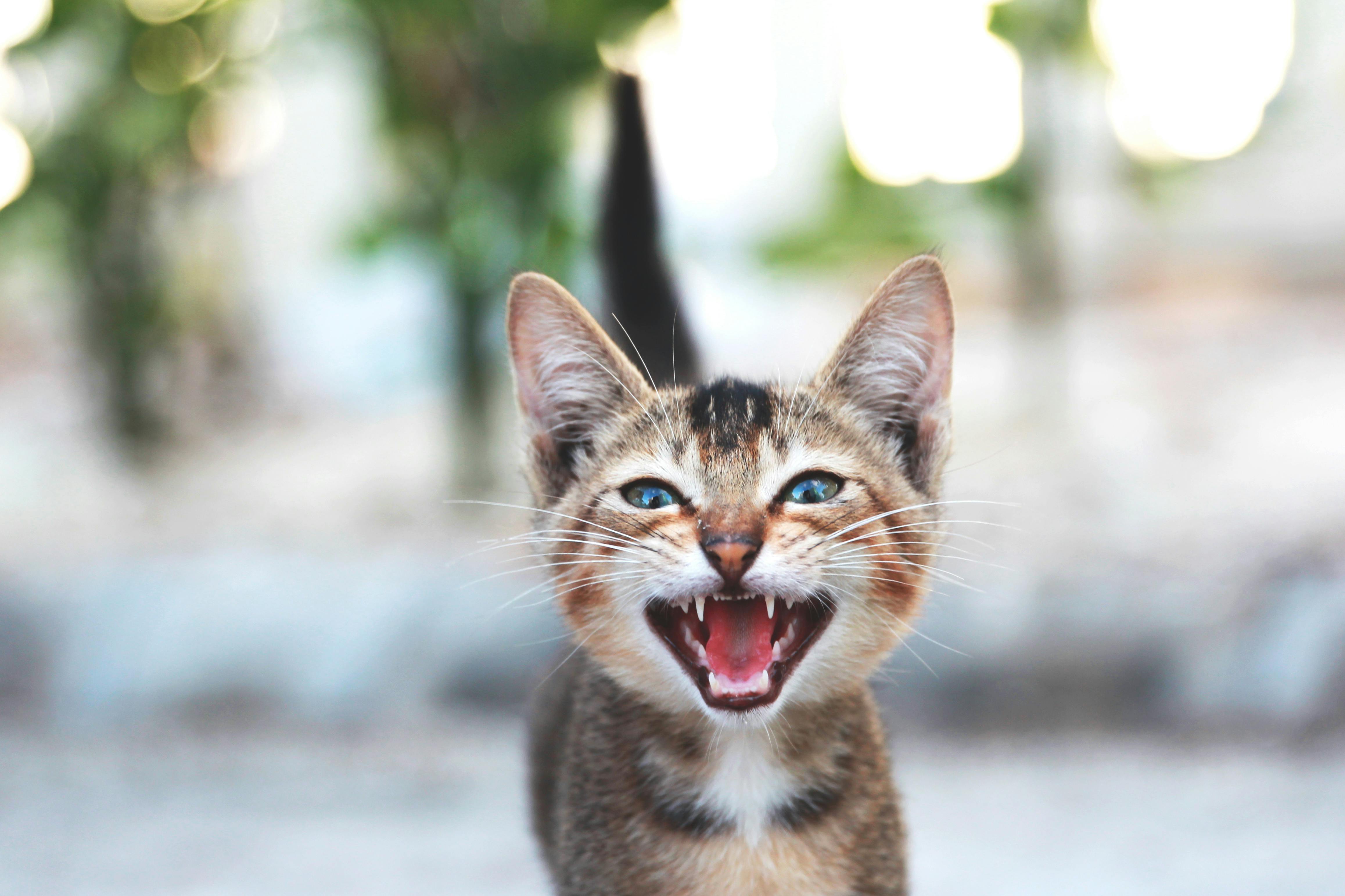 Maullido de gato
