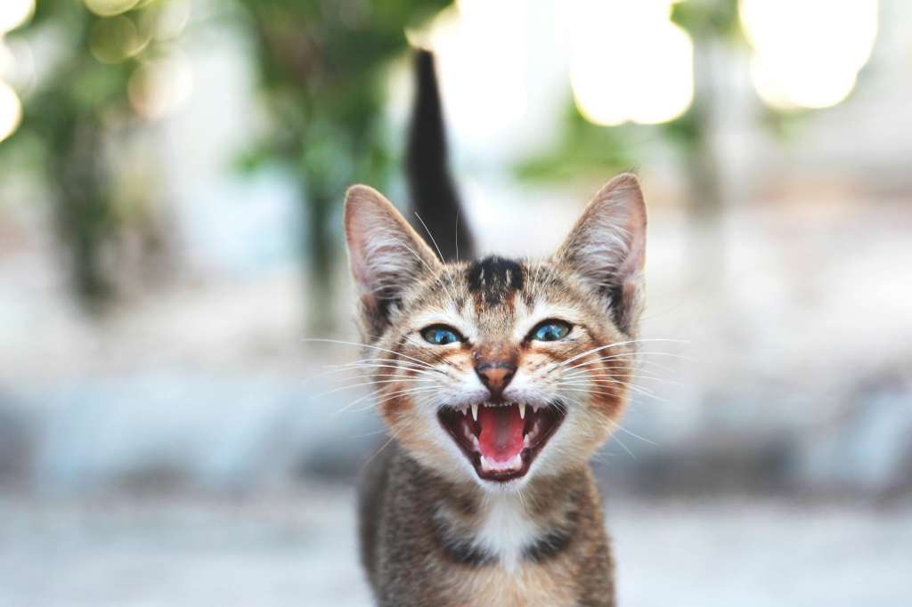 Maullido de gato