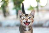 ¿Por qué los gatos hacen sonidos raros cuando ven pájaros por la ventana?