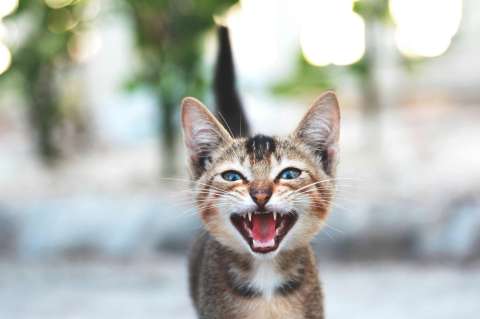 ¿Por qué los gatos hacen sonidos raros cuando ven pájaros por la ventana?