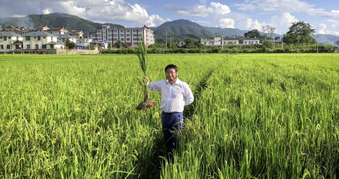 Investigadores de la Universidad de Yunnan (China) y otras instituciones internacionales han desarrollado el arroz perenne. / The Land Institute