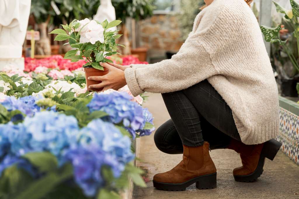 Hortensias