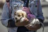 Lleve un perro o gato a casa este fin de semana: nueva adoptatón en Gran Estación