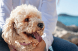 ¿Paseos bajo el sol?: con este truco evitará que el calor afecte a su perro