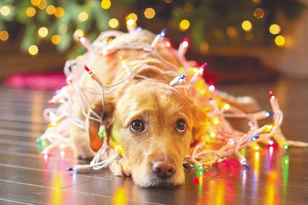 Así se ve una mascota asustada por los sonidos de la pólvora.