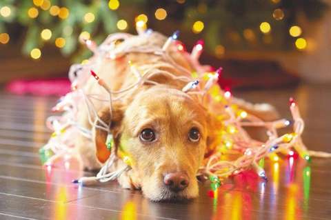 Cielos en Calma: el proyecto que busca prohibir la pólvora para proteger a los animales