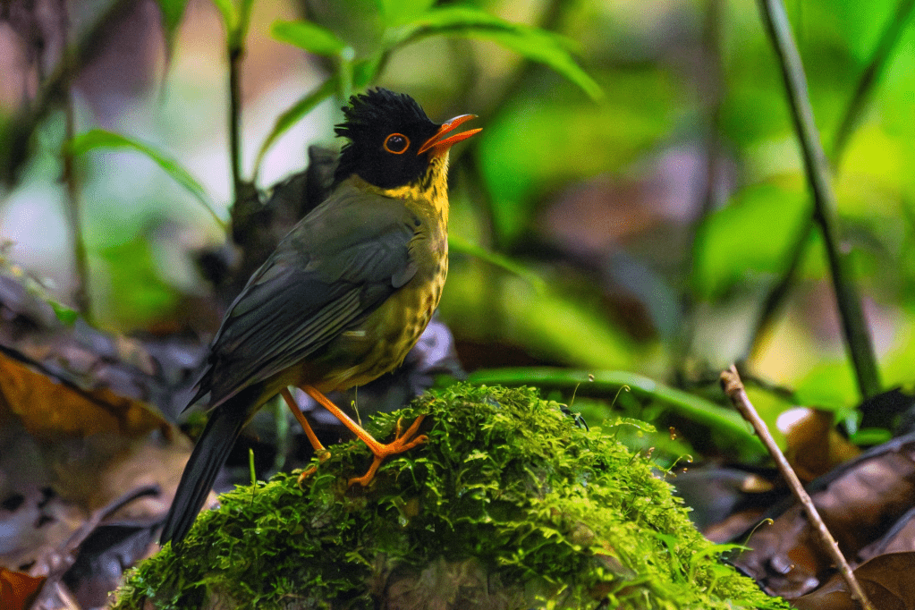 Speckled Nightingale-Thrush
