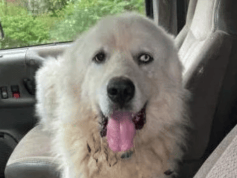 Perro nominado a mascota del año: enfrentó a 11 coyotes para salvar a un rebaño