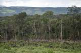 Un alivio en la batalla contra la deforestación