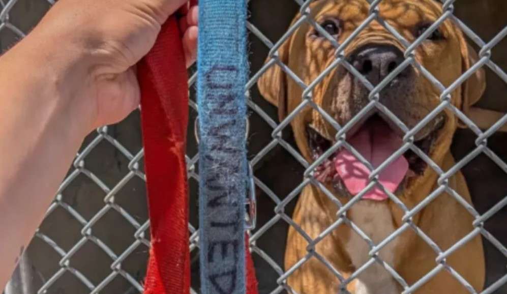 No tenía microchip, ni identificación, ni forma de saber de dónde venía. Pero su collar hablaba por sí solo.
