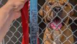 “No deseado”: abandonan a perro con un mensaje devastador en su collar