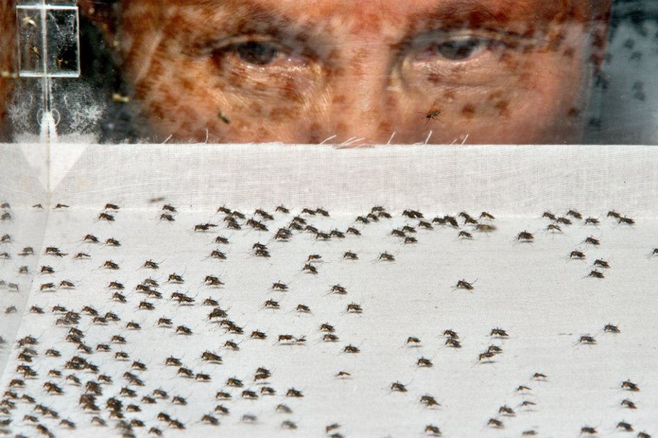 Más de 15 compañías están en contacto con la Organización Mundial de la Salud buscando una vacuna. / Bloomberg News