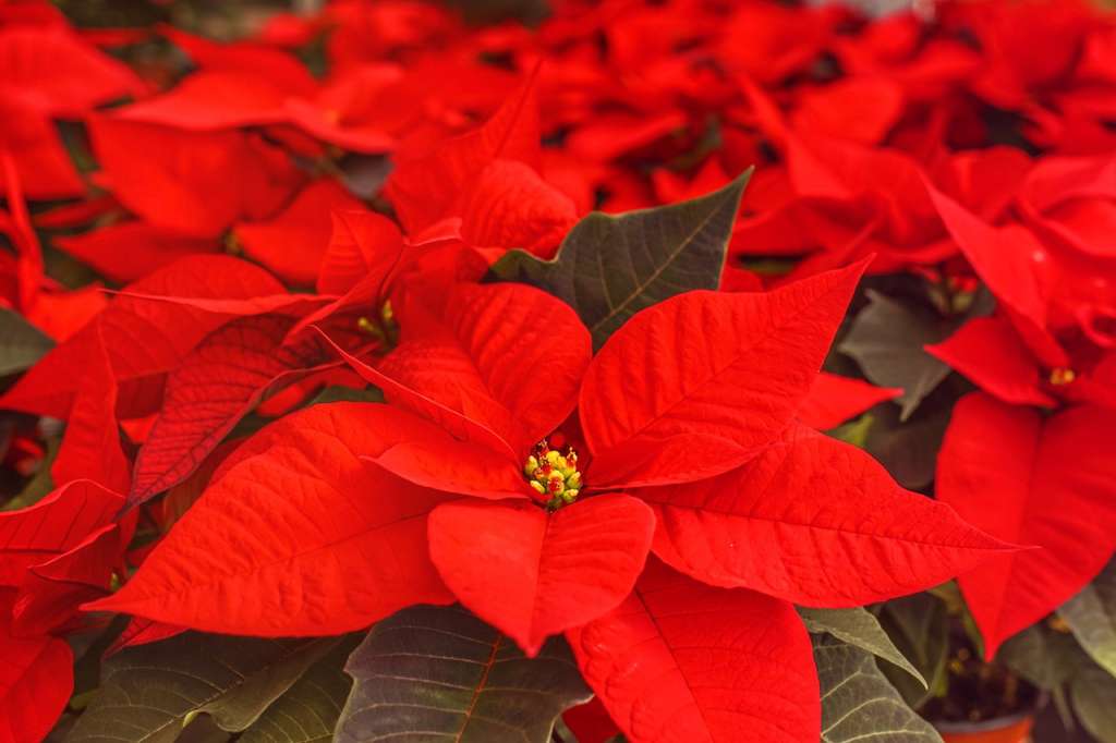 La poinsettia no tolera la luz solar directa, especialmente si no está bien hidratada.