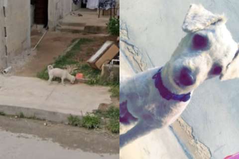 La historia de cómo una mujer volvió a ver a su perrito gracias a Google Maps