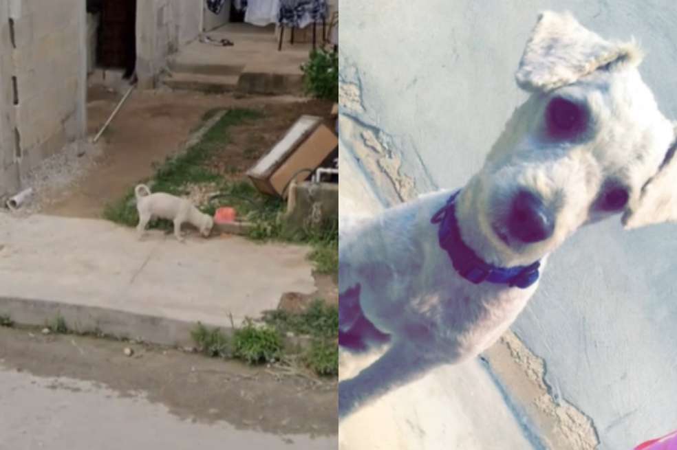 La historia de cómo una mujer volvió a ver a su perrito utilizando Google Maps