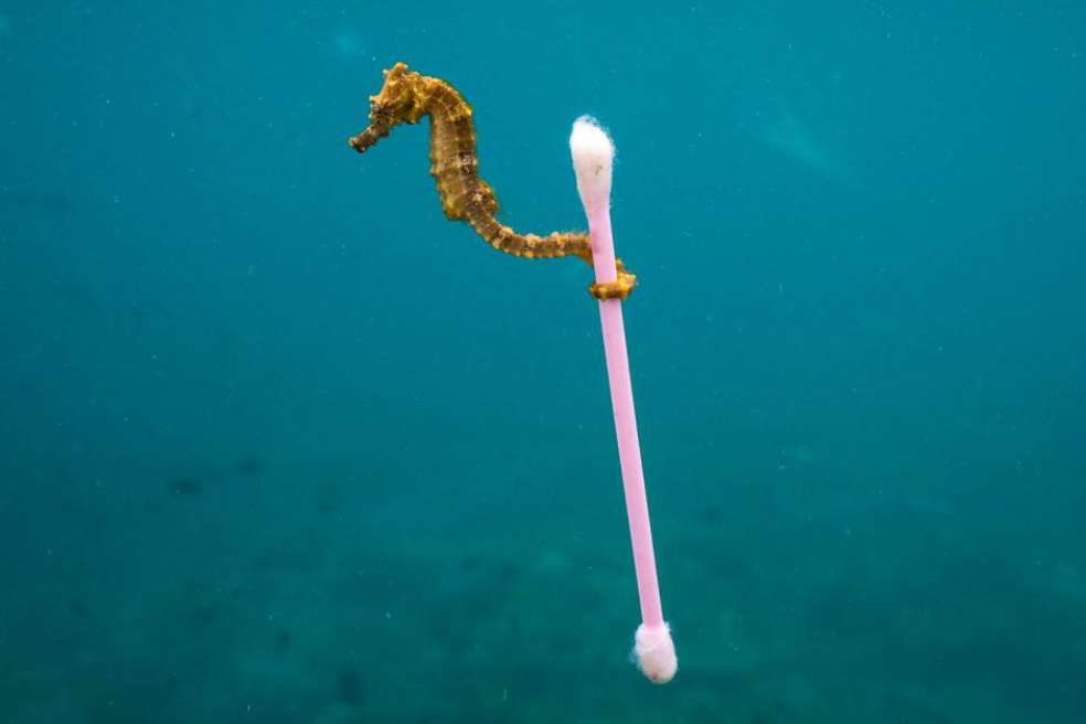 Esta foto tomada en Indonesia a principios de este año se volvió viral y es solo un ejemplo de cómo los animales interactúan con los residuos plásticos / Justin Hofman