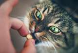 (Video) ¿Cómo darle una pastilla o medicamento a mi gato?