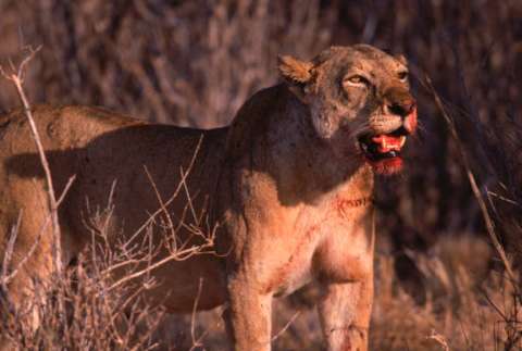 Leones y mitos: la verdadera historia de los cazadores de humanos de Kenia